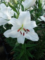 [4349 Signum TL VZ No02.JPG]